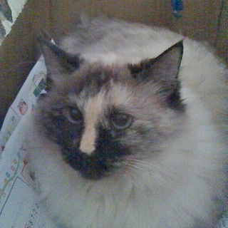 大人しくとても賢い猫たち