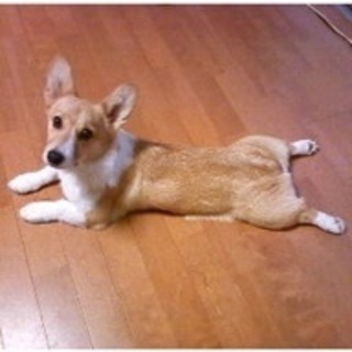 人懐っこいコーギー