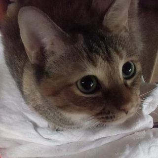 人懐こく可愛いサビの女の子