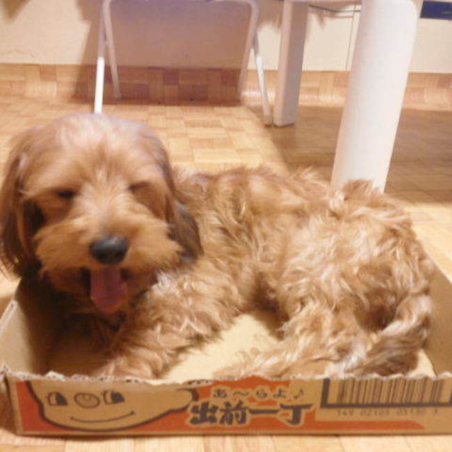 三原ワンピースのカバー写真