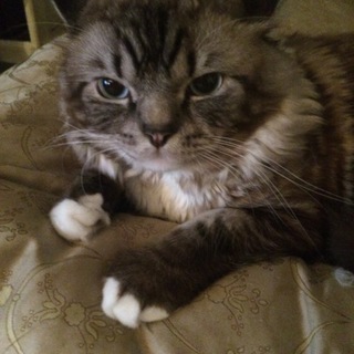 オス2歳のアメリカンカールです