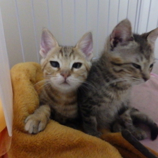 仲良し２匹一緒に