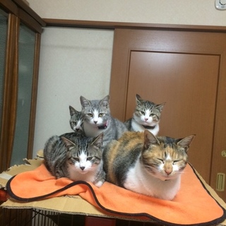 寒空の下にいた４匹の子猫たち
