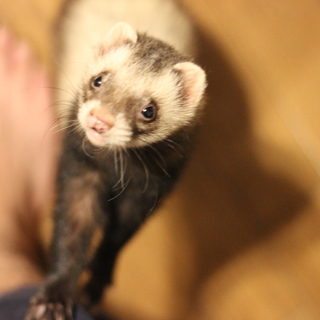 フェレットの里親募集中です！
