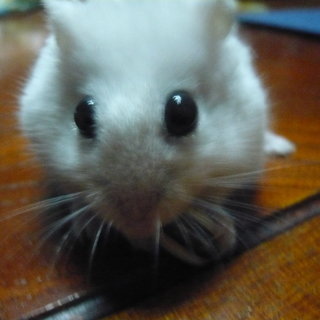 新しい飼い主募集！！