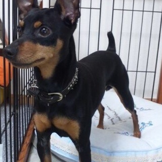 去勢済/ミニピン/2月18日〜1週間トライアル中