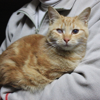 公園に捨てられた猫の里親を募集してます。