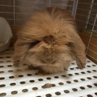 里親さん募集中です