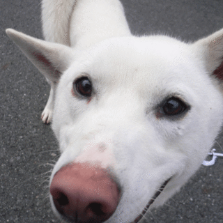 収容犬 リュウ　とってもお利口です！