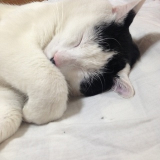 新しいお家とお友達ができました！