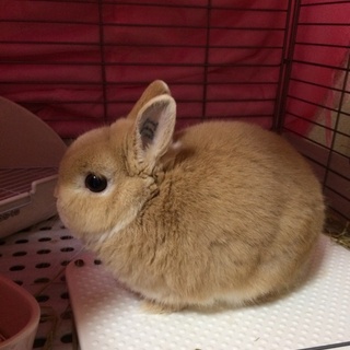 ネザーランドドワーフ 血統書あり