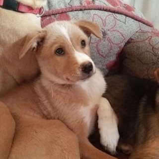 2ヵ月半のミックス子犬　可愛い男の子です☆