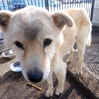 岩尾君_預かり宅で余生を過ごせることになりました！