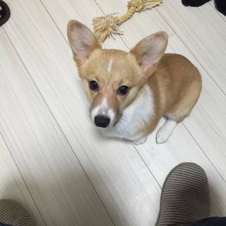 コーギー（四ヶ月）可愛いの女の子です。