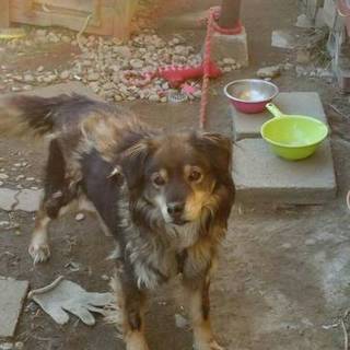 雑種/八才/とても人懐こく優しい子です。