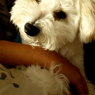 とても人懐こい生後６ヶ月のミックス犬です。