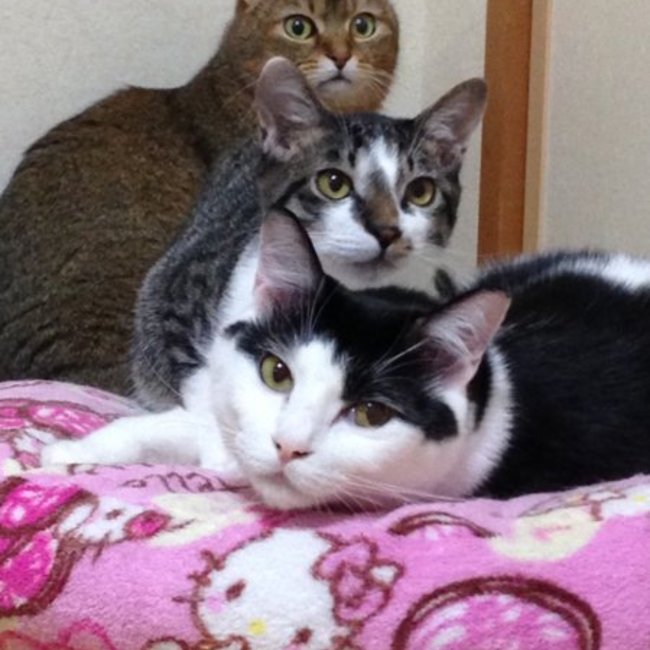 モカママSのカバー写真