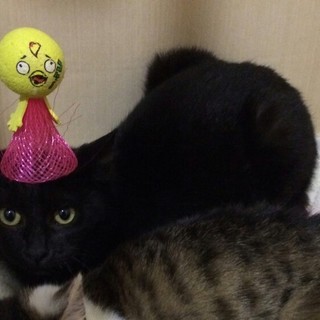 名古屋　黒猫ごろちゃんの里親さま募集