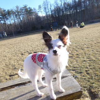 ブリーダー放棄の子犬の家族募集