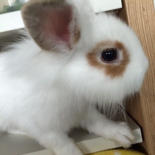 仔ウサギ再募集