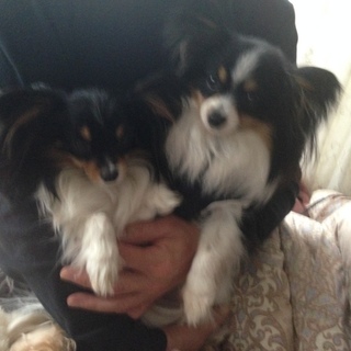 パピヨン　オスメス兄妹　1才7ヶ月　良血統