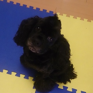 良血統。アメリカンコッカー5歳オス