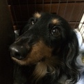 家族として迎え入れる方、宜しくお願いします。