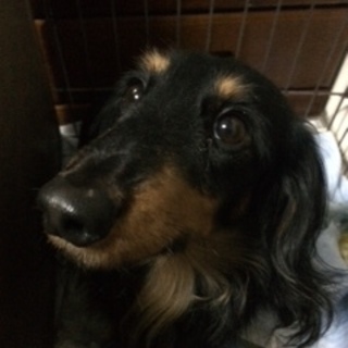家族として迎え入れる方、宜しくお願いします。