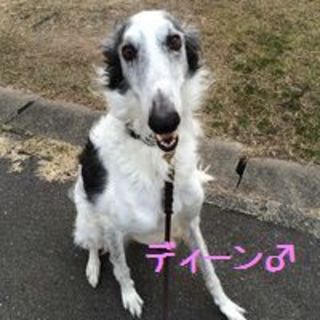 ボルゾイ 犬 の里親募集情報 ペットのおうち 月間利用者150万人