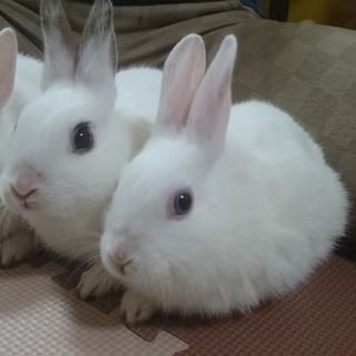 子うさぎの里親さん募集中