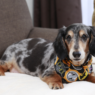 公園に置き去りにされたダックス