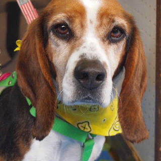 人が大好きなビーグルの女の子「FERI」です。