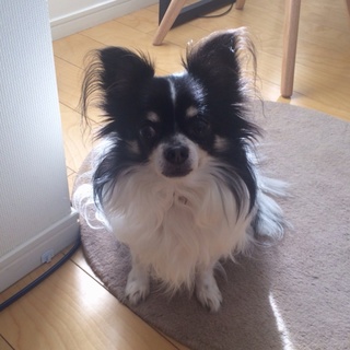 チワワの男の子