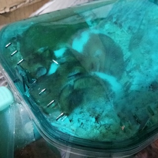 ゴールデンハムスターメス1/17、19日生まれ5匹