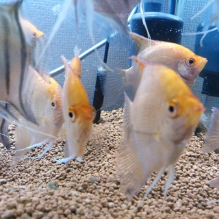 エンゼルフィッシュの里親様を探しています