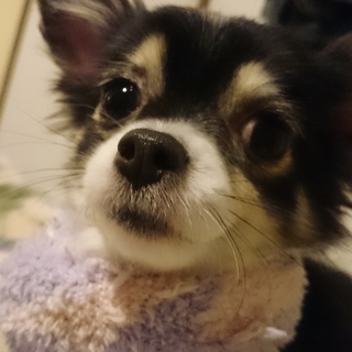 チワワ ロングコートのオス2歳です