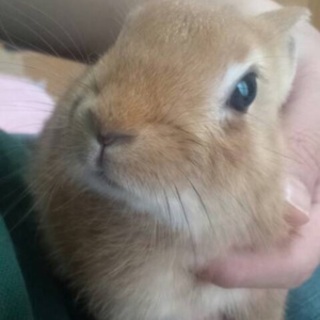 ネザーランドドワーフのうさちゃん♡