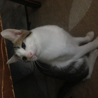 生後3ヶ月の子猫です。