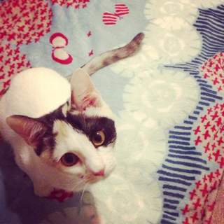 Ｋさん宅の子猫軍団　アシメちゃん