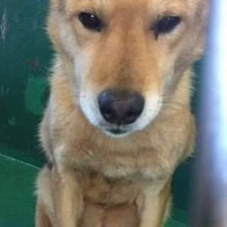 2月24日殺処分予定 大至急お願いします