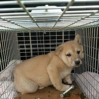 ☆ぽっちゃりなちびわんこ☆