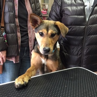 保健所から引き出しました。里親さん募集中