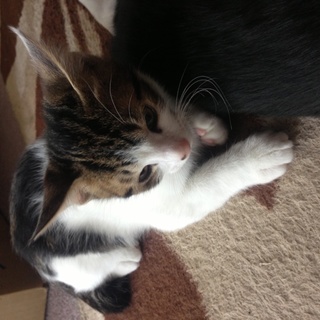 生後2ヶ月の子猫