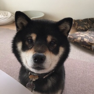 ４歳の黒柴☆タマちゃん