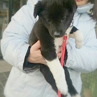 ☆子熊みたいな女の子わんこ☆