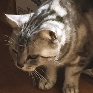 アメショーの女の子　