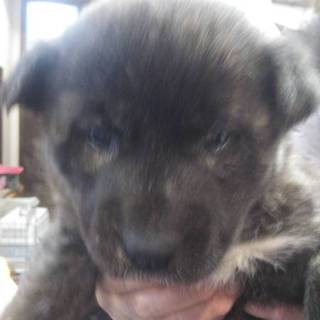 甲斐戌ミックス子犬 女の子☆