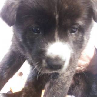 ☆甲斐犬ミックス 男の子☆