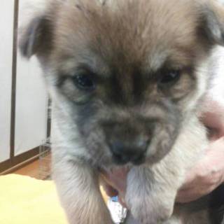 ☆6匹兄弟 コロコロ女の子☆