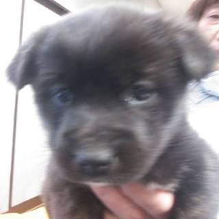 ☆甲斐犬ミックス 男の子☆
